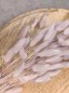 Preview: Trockenblumen-Lagurus-pastellrosa-liegend